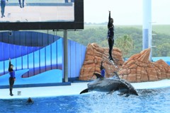イルカショー4