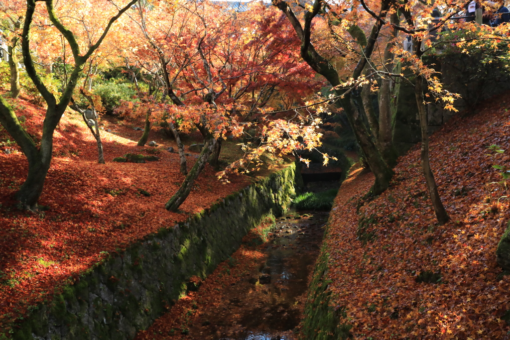 普門院庭園紅葉3