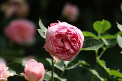 ピンクのバラ1