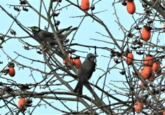 ムクドリ、ヒヨドリ1