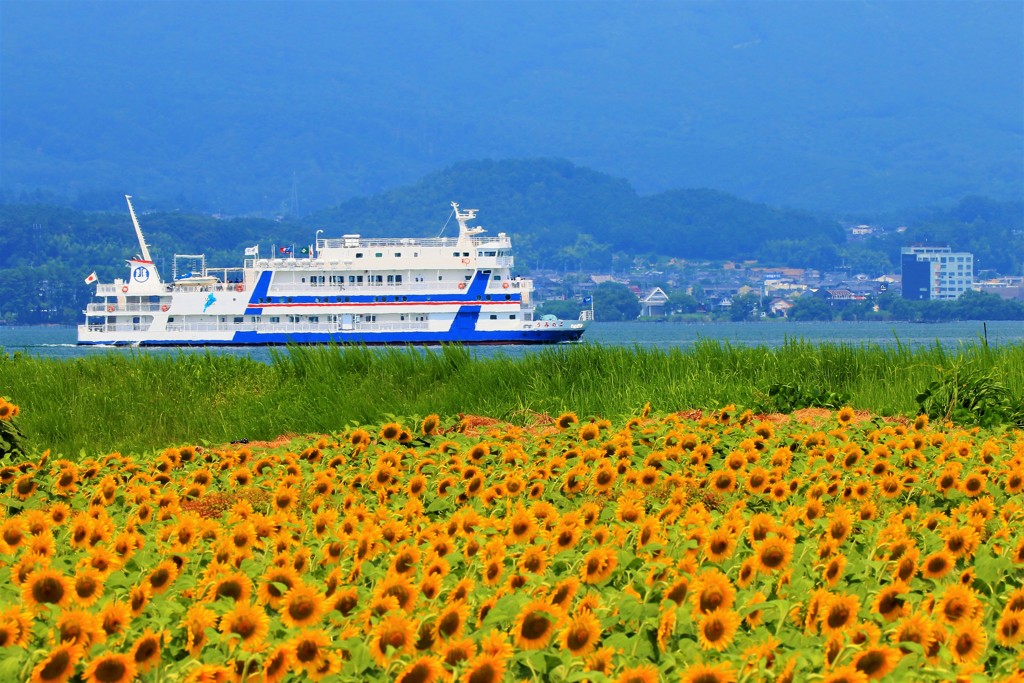 ひまわり畑と琵琶湖遊覧船