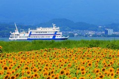 ひまわり畑と琵琶湖遊覧船