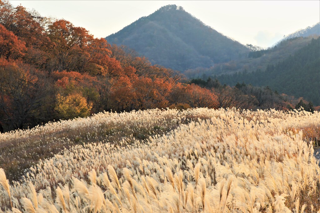 曽爾村すすき野2