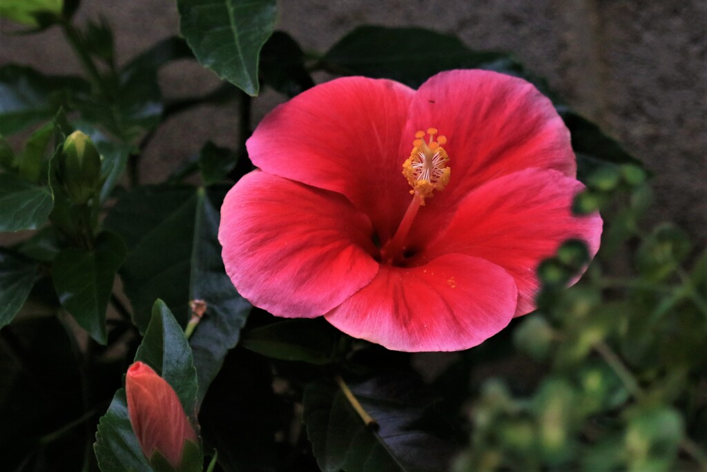 1I0A2722ハイビスカス1