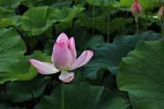 パステルカラー5