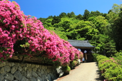 船宿寺ひらとつつじ1