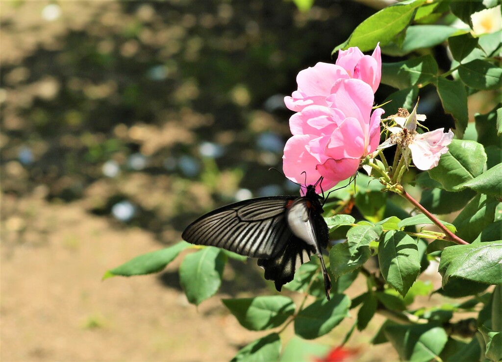 蝶とバラ