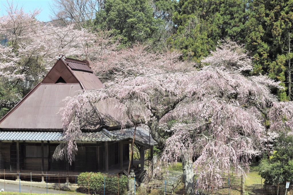 西光寺枝垂桜2