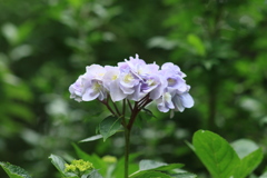 紫陽花17