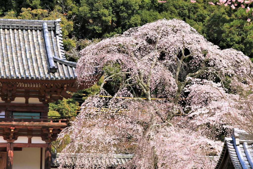 天野山金剛寺の枝垂桜7