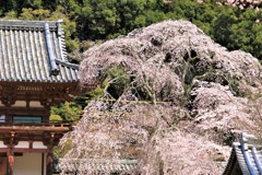 天野山金剛寺の枝垂桜7
