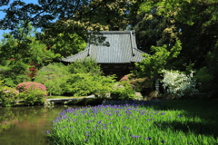 山岳寺つつじ、カキツバタ2