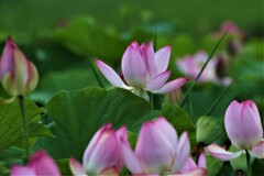 パステルカラー3