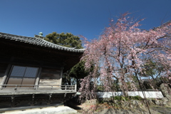道成寺の枝垂れ桜3