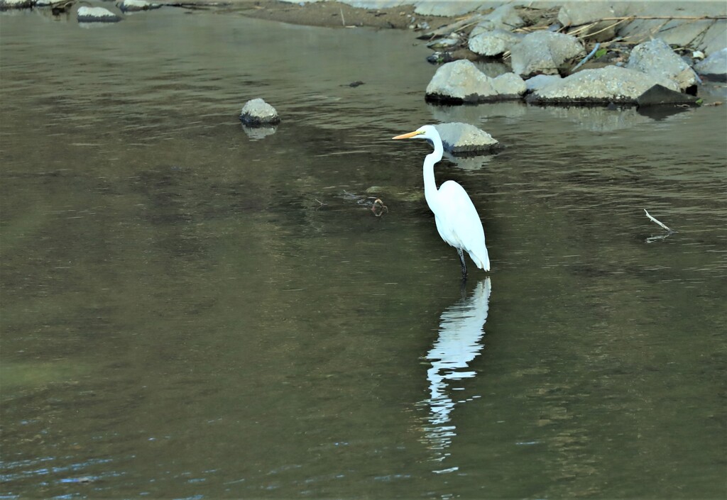 チュウサギ1