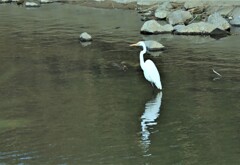 チュウサギ1