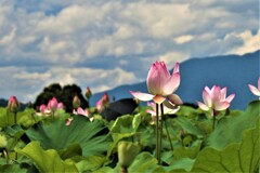 藤原京の夏　蓮の花2