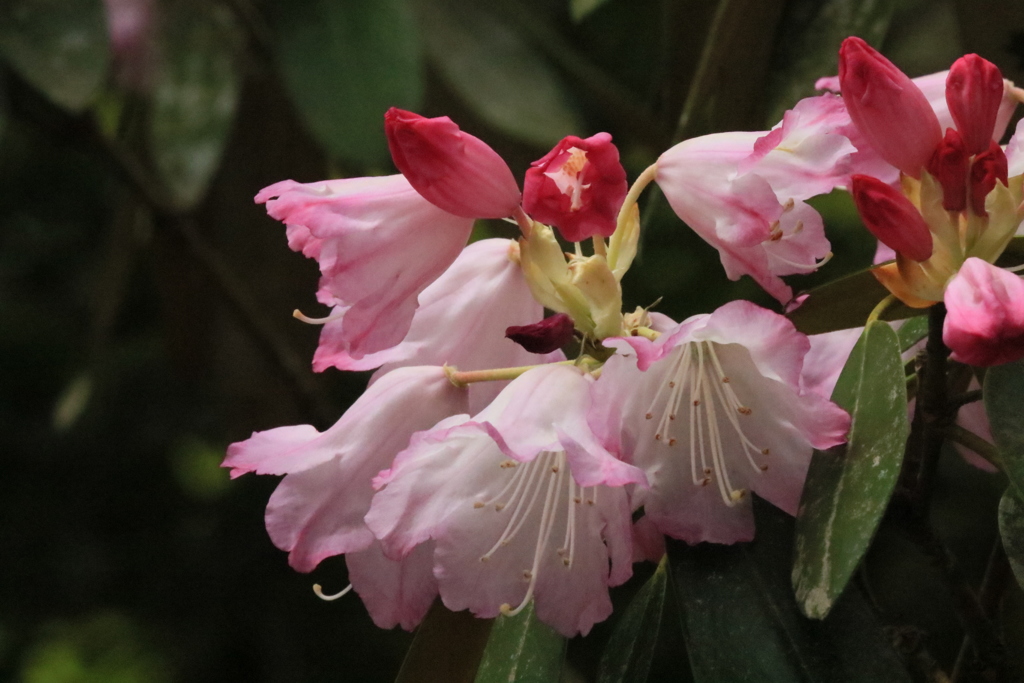 室生寺シャクナゲ4