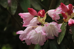 室生寺シャクナゲ4