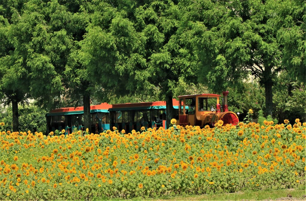 公園遊覧