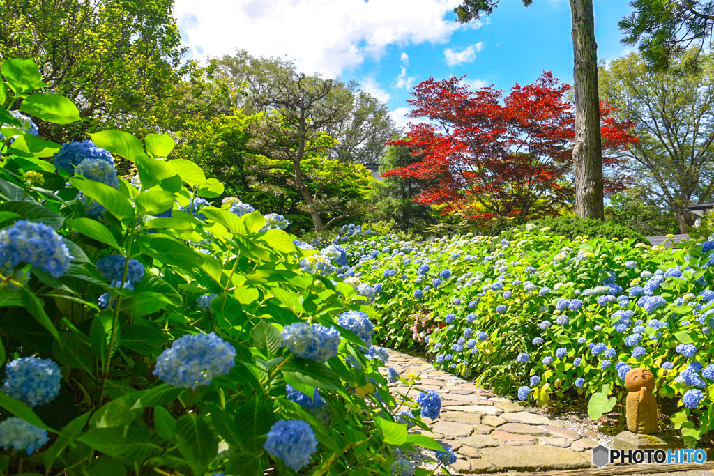 紫陽花寺