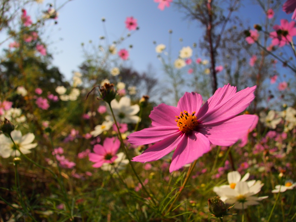 秋の花　コスモス