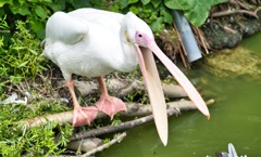 掛川花鳥園 09