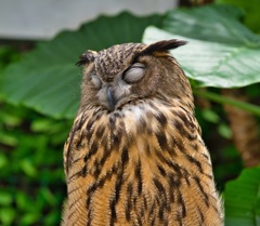 掛川花鳥園 08