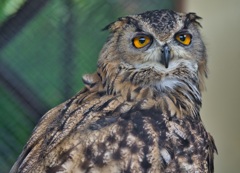 掛川花鳥園 06