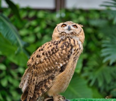 掛川花鳥園 07