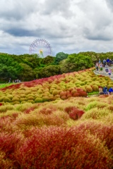 色とりどりのコキア