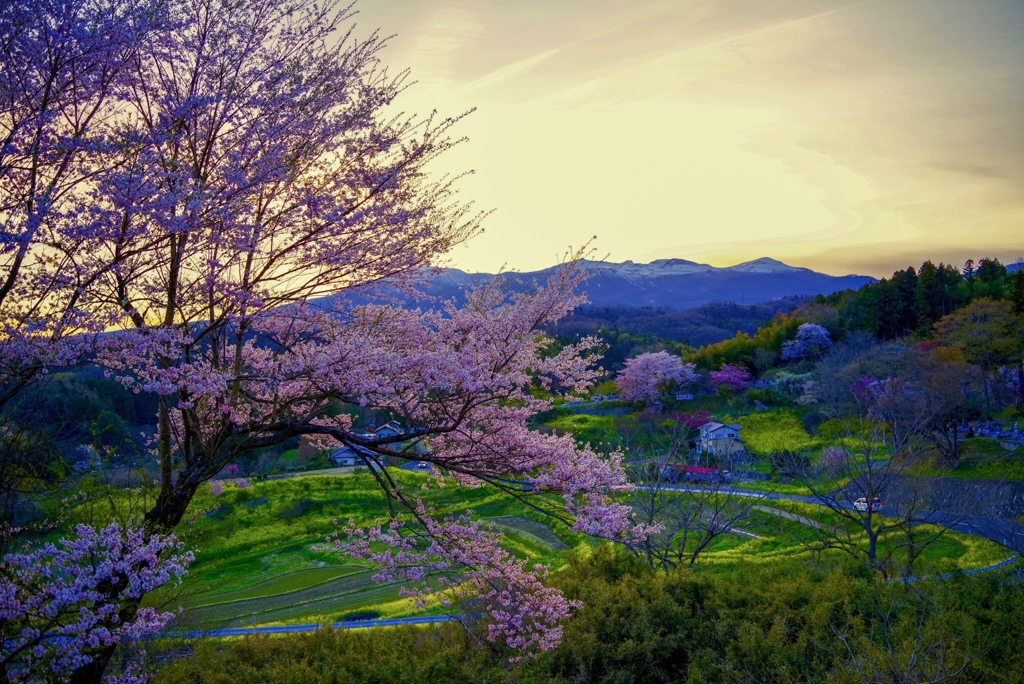 里山の春