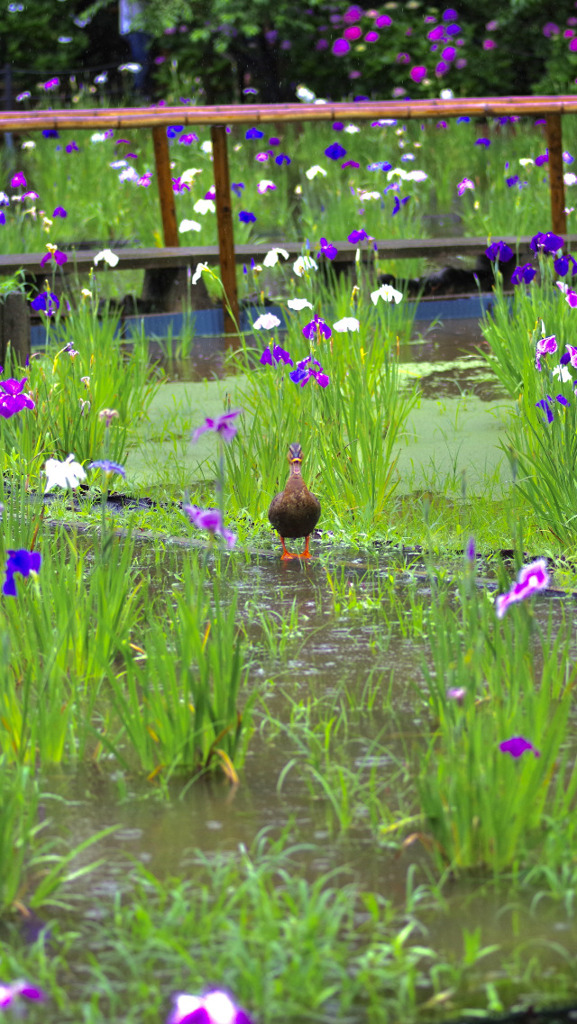 お花のオンステージ
