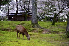 奈良しか桜
