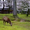 奈良しか桜