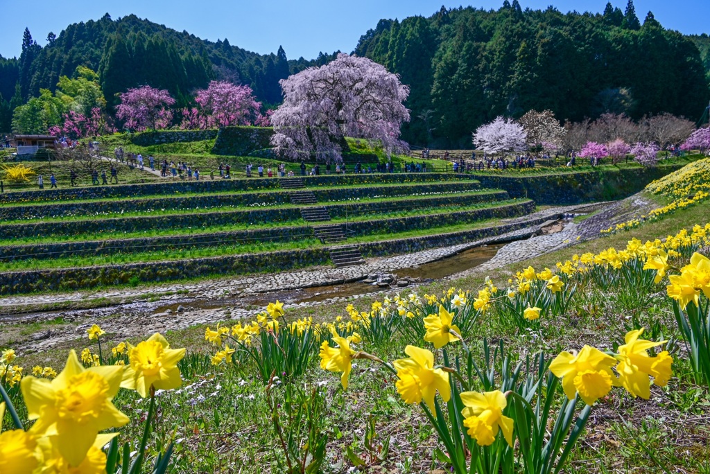 極楽浄土