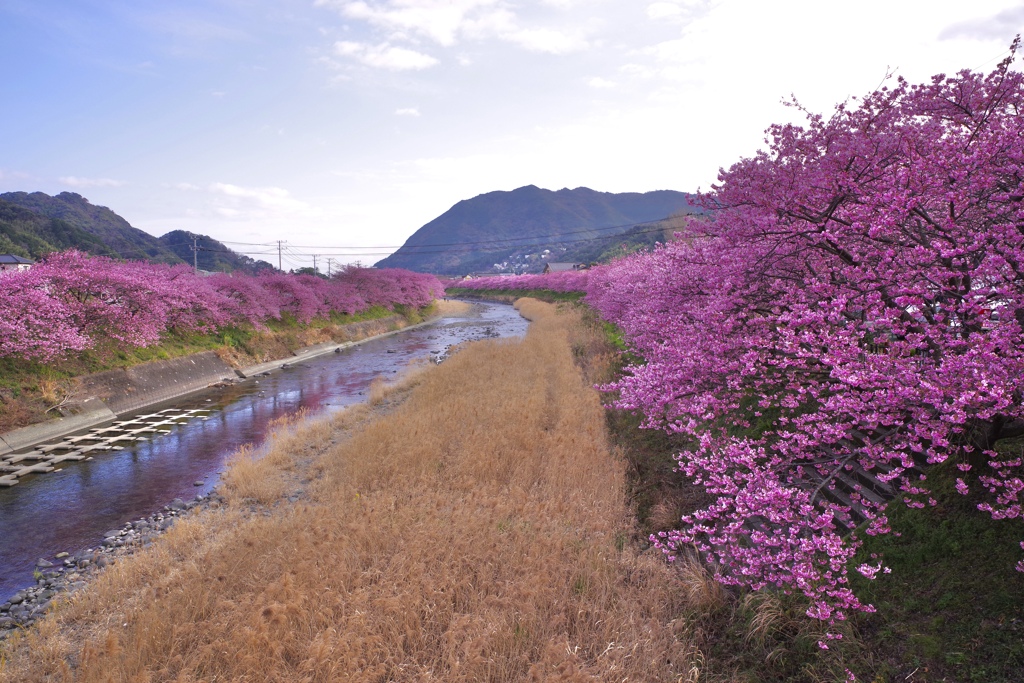 河津桜並木