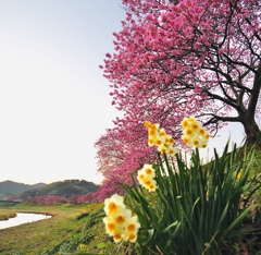 水仙と河津桜
