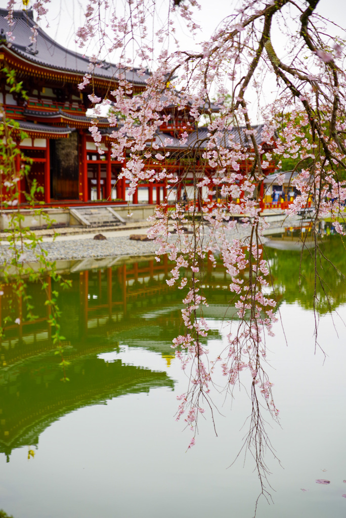 枝垂れ桜 水面写す 日々の揺れ