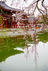 枝垂れ桜 水面写す 日々の揺れ