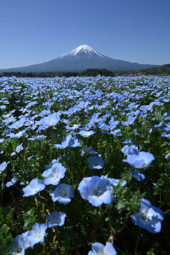 富士山ブルー