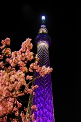 河津桜とスカイツリー