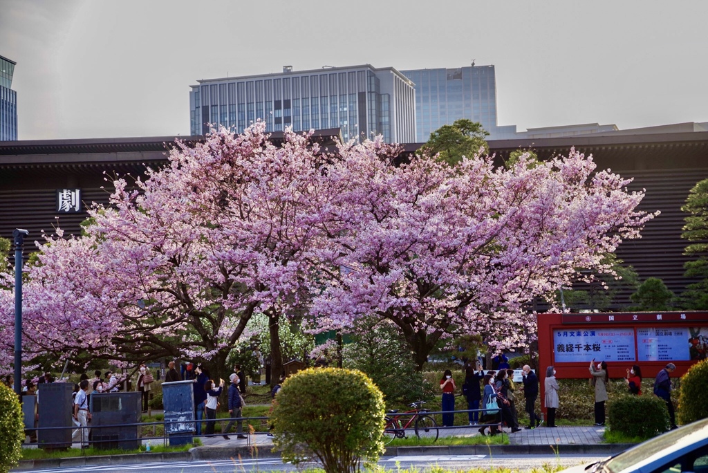 義経千本桜