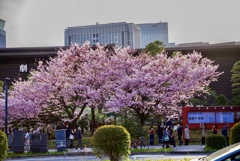 義経千本桜