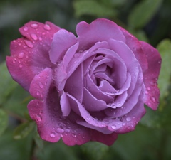 雨露の薔薇