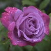 雨露の薔薇