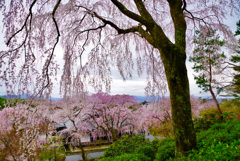 天龍寺の桜