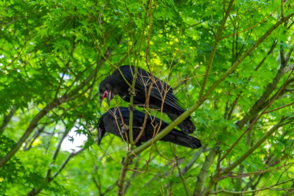 カラスも夏バテ
