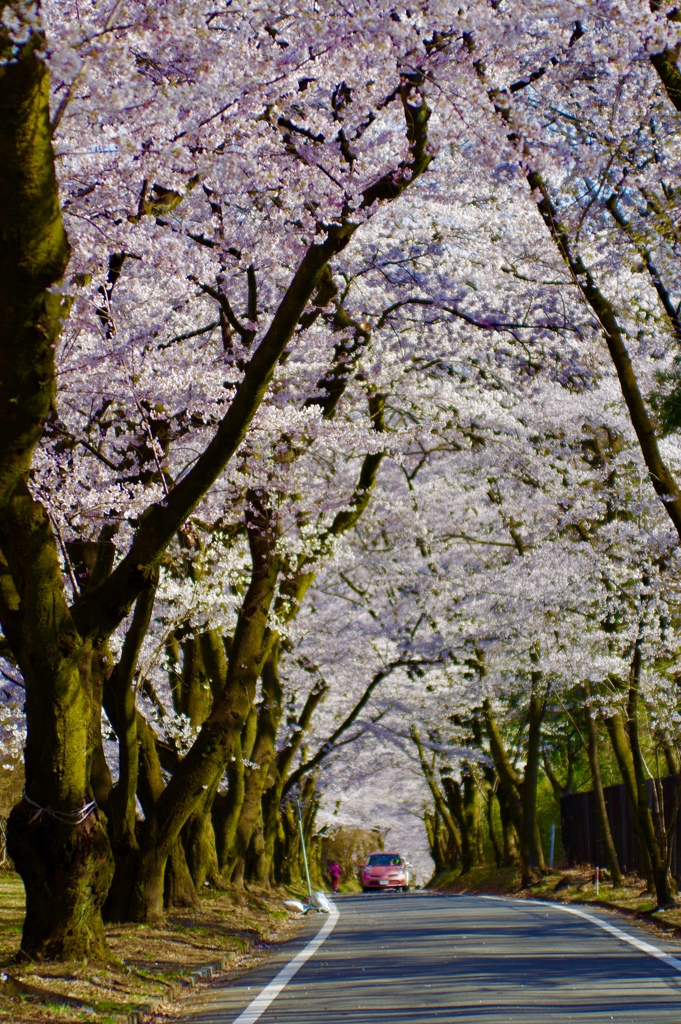 桜街道