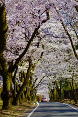 桜街道
